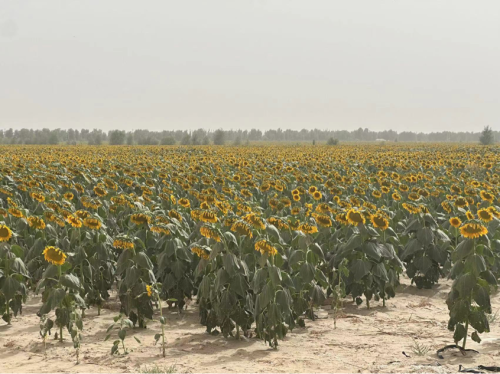 特别报道：脚步丈量祖国大地 初心践行伟大真理——中国石油大学(北京)克拉玛依校区初心宣讲实践团纪实