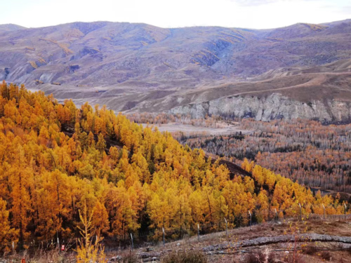 020ca71734d646f486d30d5c7cc276ca