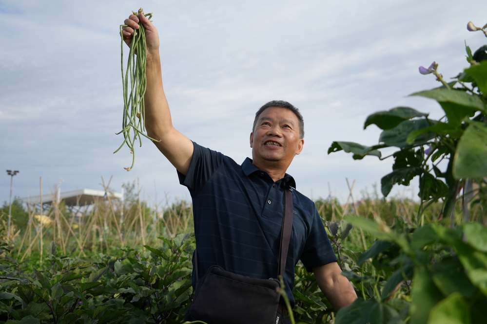 图11：银龄教师在克拉玛依校区试验田上采摘果蔬