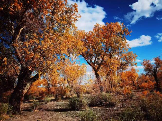 胡杨林--高潮老师